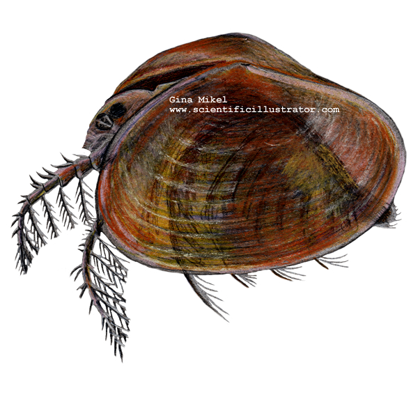 clam shrimp