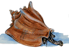 conch shell