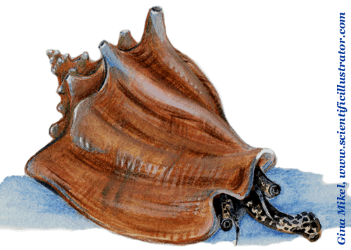 conch shell