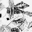 coral reef drawing