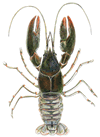 crayfish