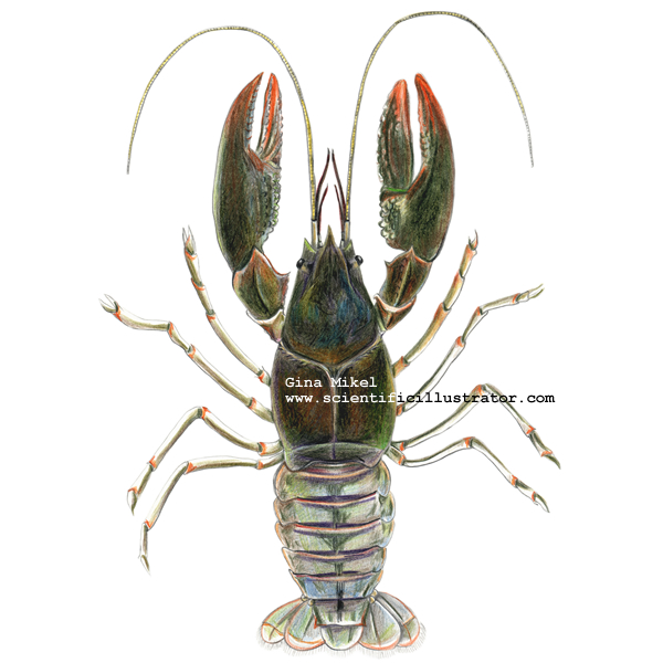 crayfish