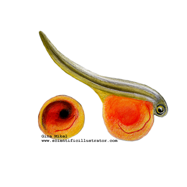 egg sac and alevin