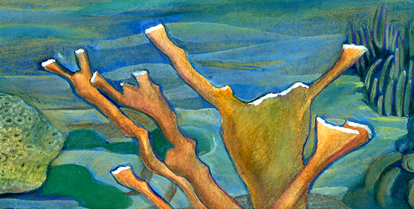 elkhorn coral