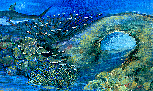 elkhorn coral