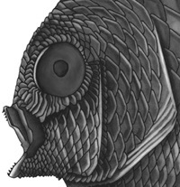 fish illustration