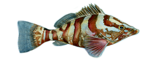 Grouper