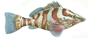 grouper