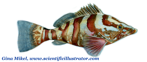 Nassau Grouper