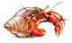 hermit crab