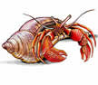 hermit crab