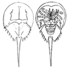 horseshoe crab