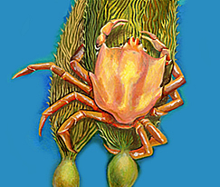 Kelp Crab