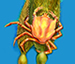 kelp crab