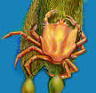 kelp crab illustration