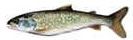 lake trout