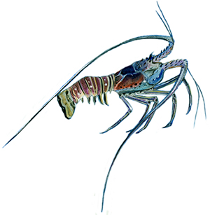 lobster