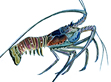 lobster