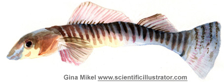 logperch