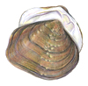 mussel