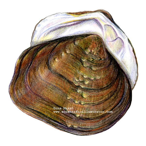mussel