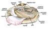 mussel anatomy