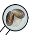 mussel life cycle