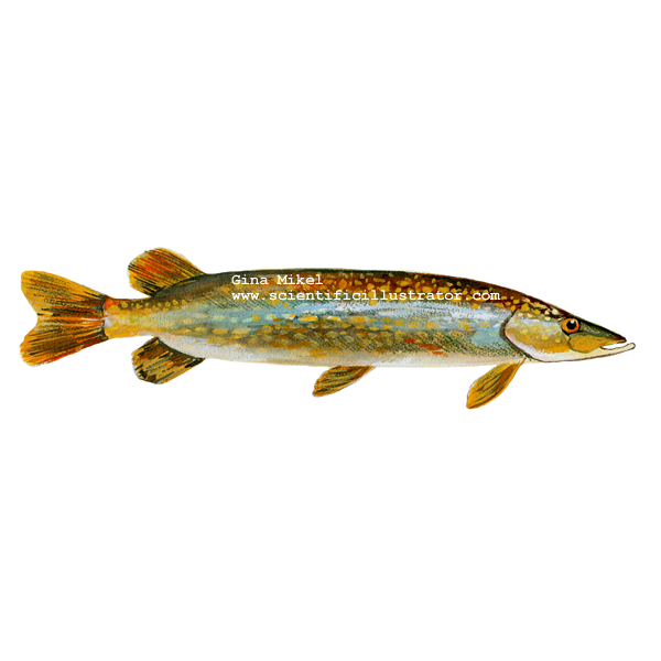 northern pike