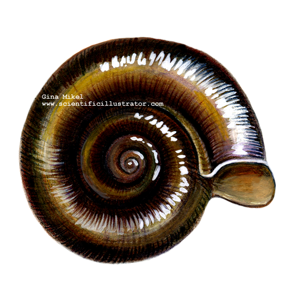 orb snail