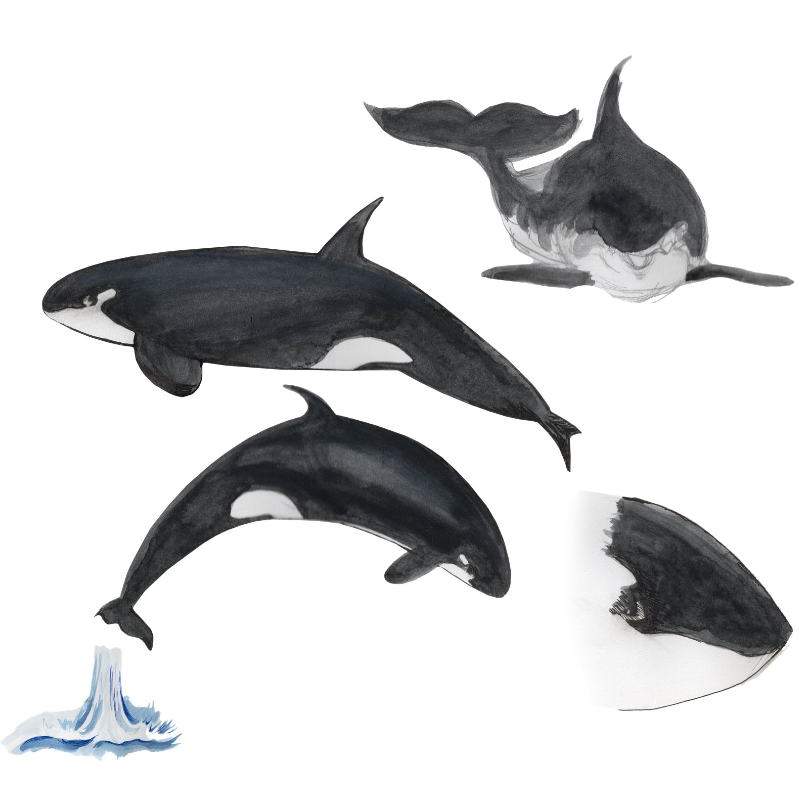 Artwork by Gina Mikel: Orca Type D - Realm of the Horn, Orcinus orca