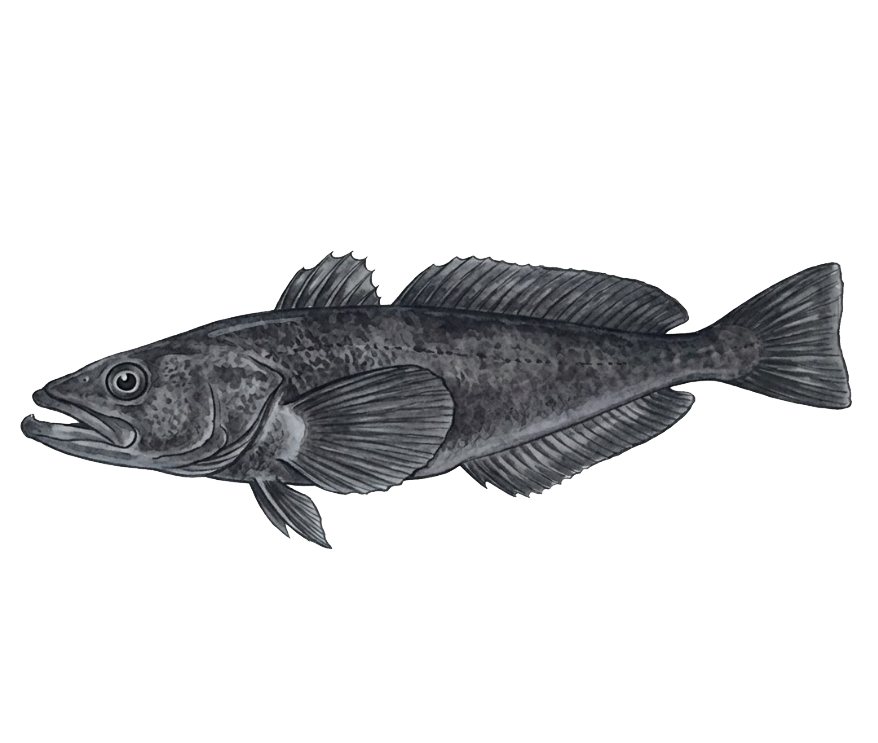 Artwork by Gina Mikel: Patagonian Toothfish - nb, Dissostichus eleginoides
