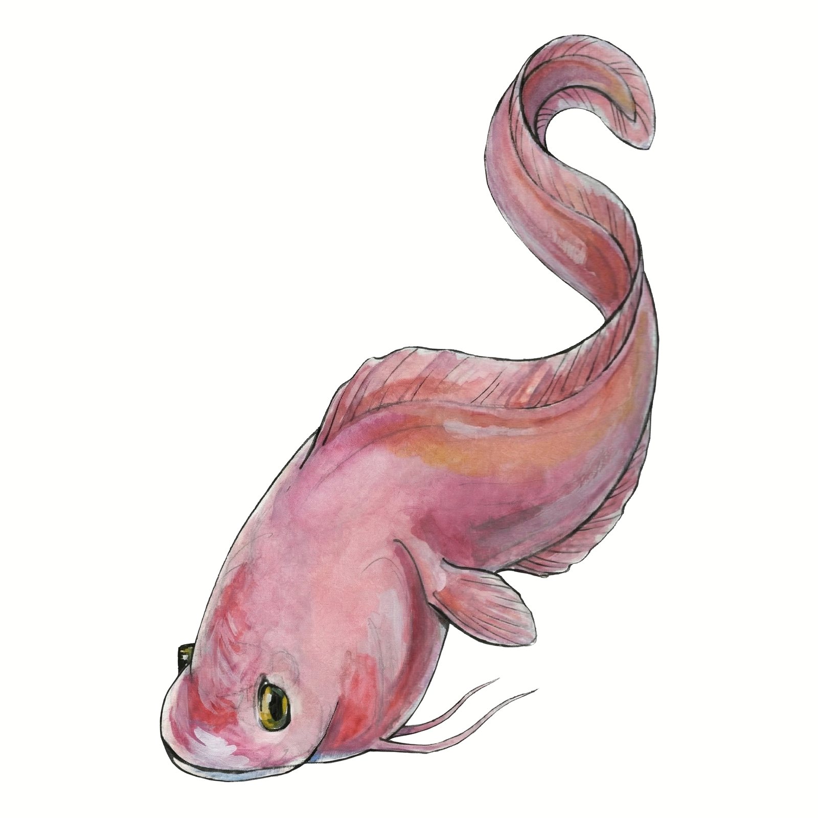 Artwork by Gina Mikel: Pink Cusk-eel, Genypterus blacodes