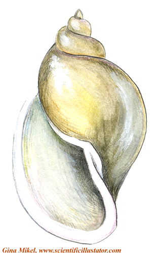 pouch snail