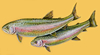 rainbow trout