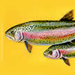 rainbow trout