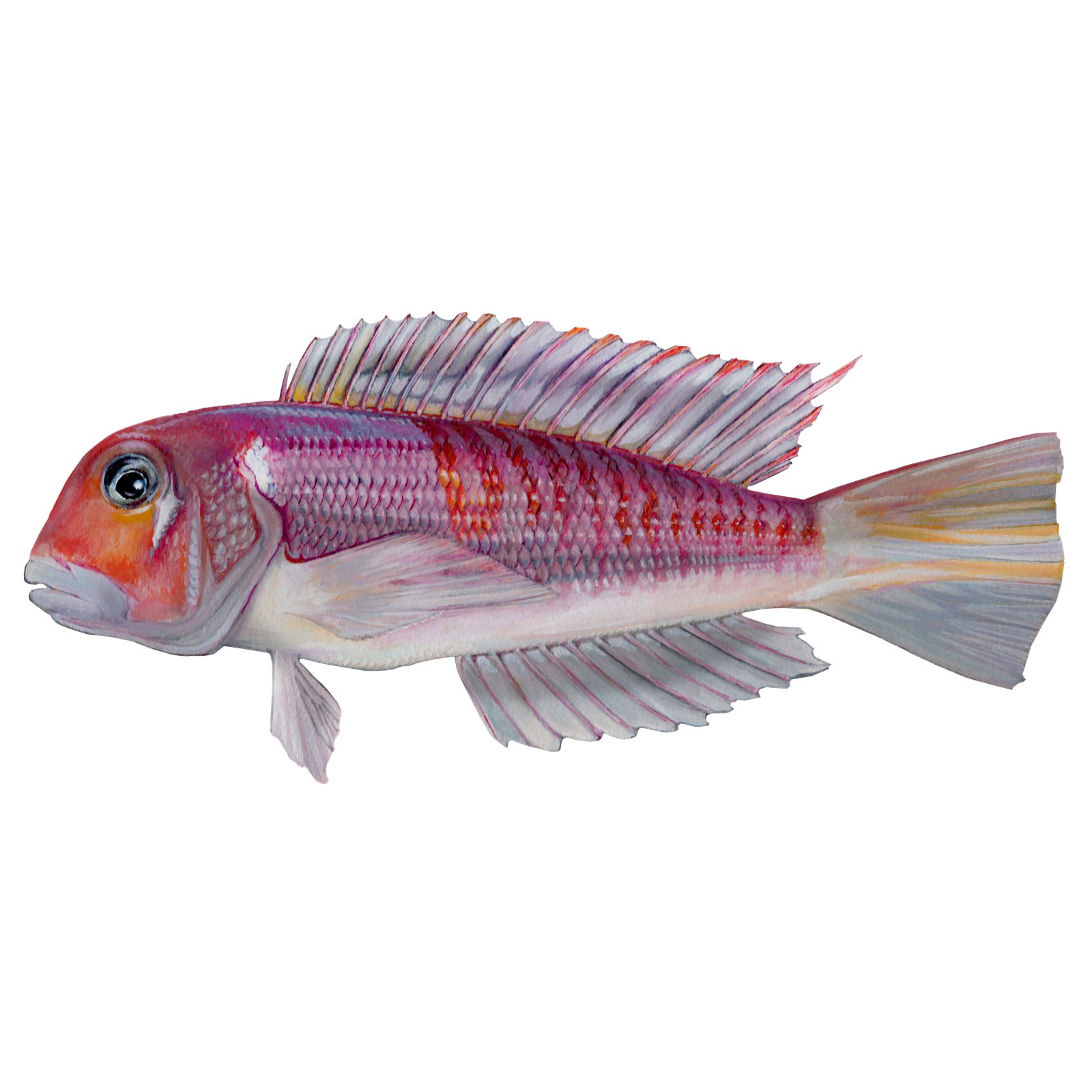 Artwork by Gina Mikel: Red Tilefish - Watercolor, Branchiostegus japonicus