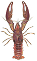 rusty crayfish