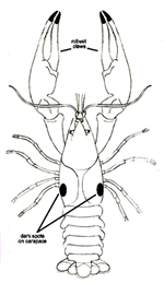 Rusty Crayfish Anatomy
