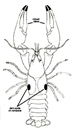 rusty crayfish