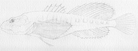 Deepwater Sculpin