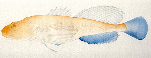 how to paint a fish
