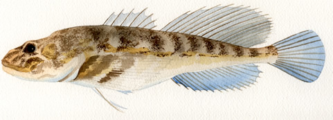 Deepwater Sculpin