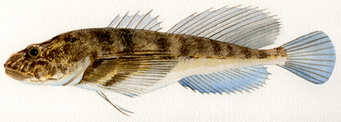 Deepwater Sculpin
