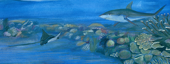 shark and stingray