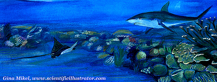 shark, stingray