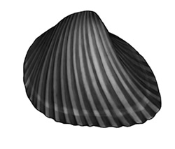 seashell