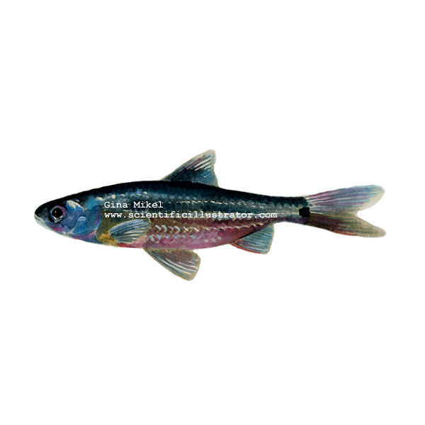 spottail shiner