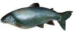 siscowet (lake trout)