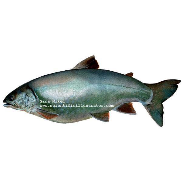 siscowet lake trout