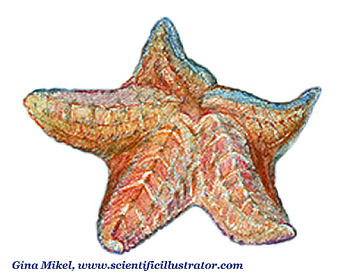 starfish